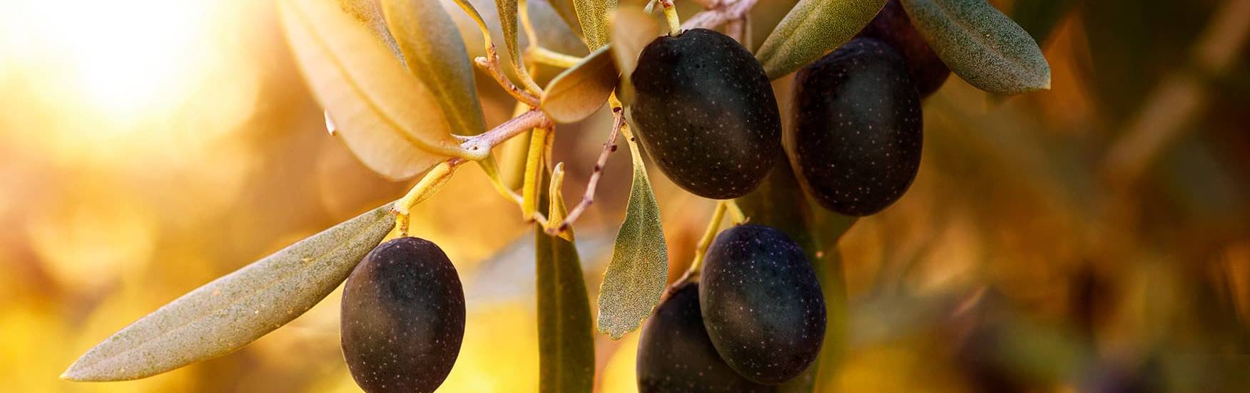 banner-olives-noires-v2