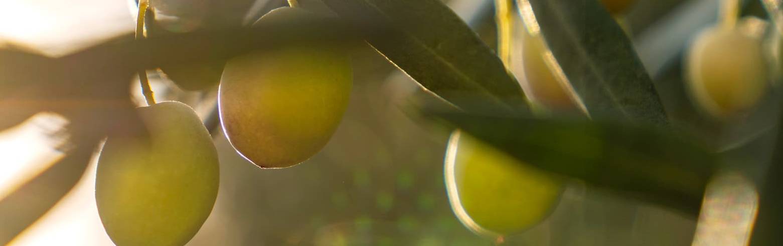 banner-olives-vertes